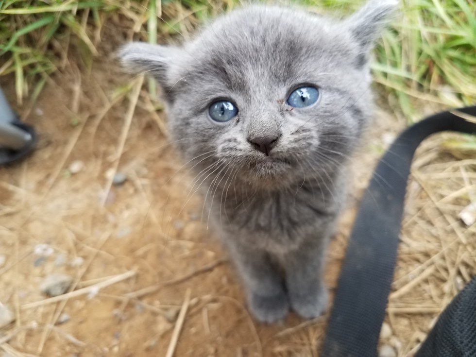 Fishing incident. - cat, Found, Video, Longpost