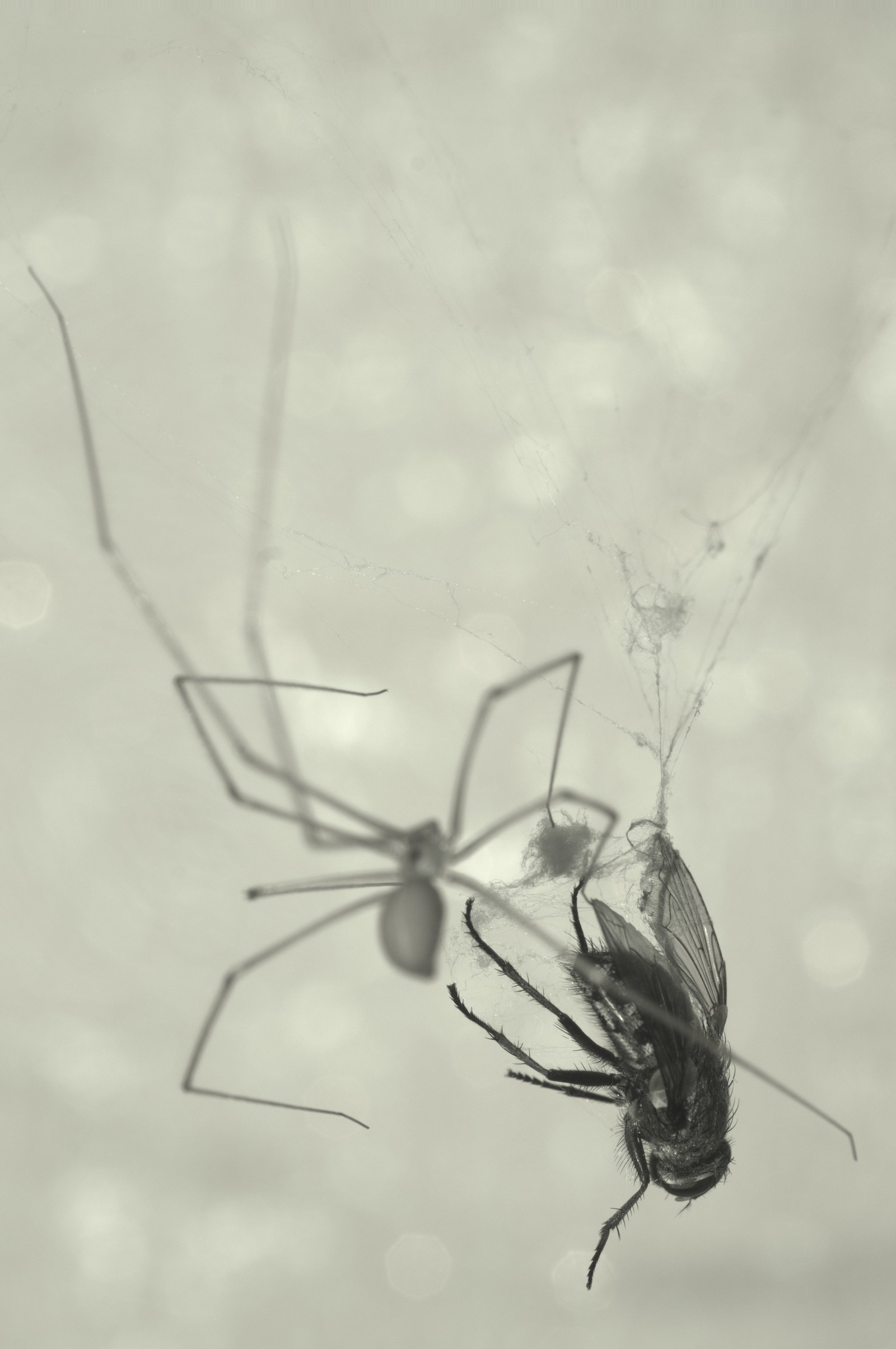 The spider wraps the fly with cobwebs so that it does not catch a cold! - My, Black and white, Spider, Hunting, Mining, Web