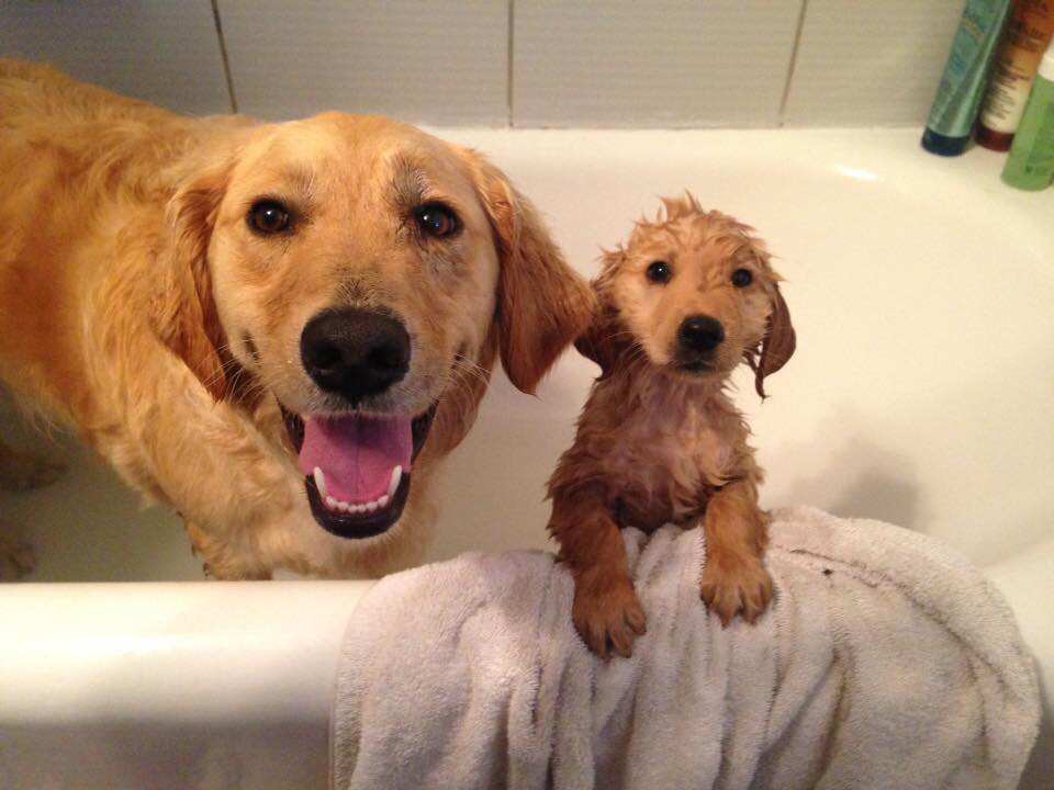 First bath under the supervision of mom - Dog, Puppies, Bath, the washing up, Water procedures