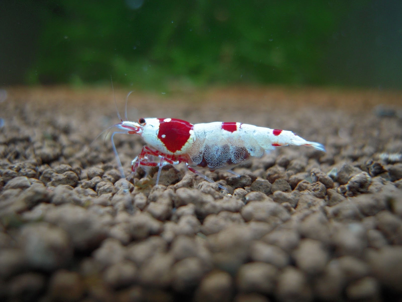 Aquarium stories. - My, Aquarium, Aquarium, Shrimps, Aquarium shrimp, Nature, Informative, , Video, Longpost