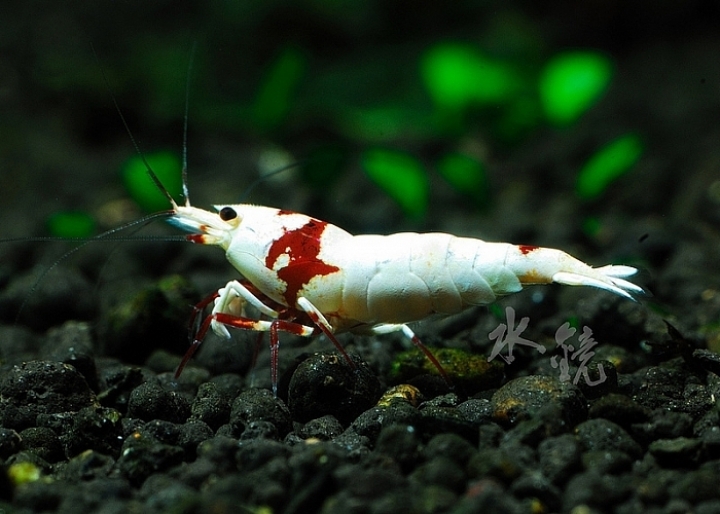 Aquarium stories. - My, Aquarium, Aquarium, Shrimps, Aquarium shrimp, Nature, Informative, , Video, Longpost