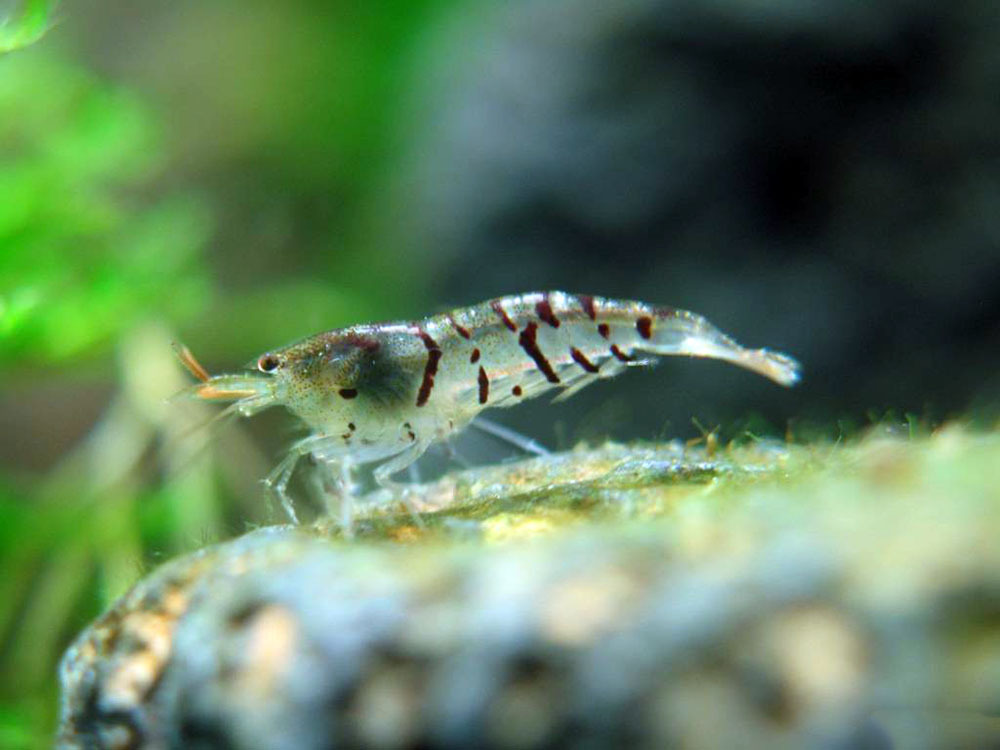 Aquarium stories. - My, Aquarium, Aquarium, Shrimps, Aquarium shrimp, Nature, Informative, , Video, Longpost