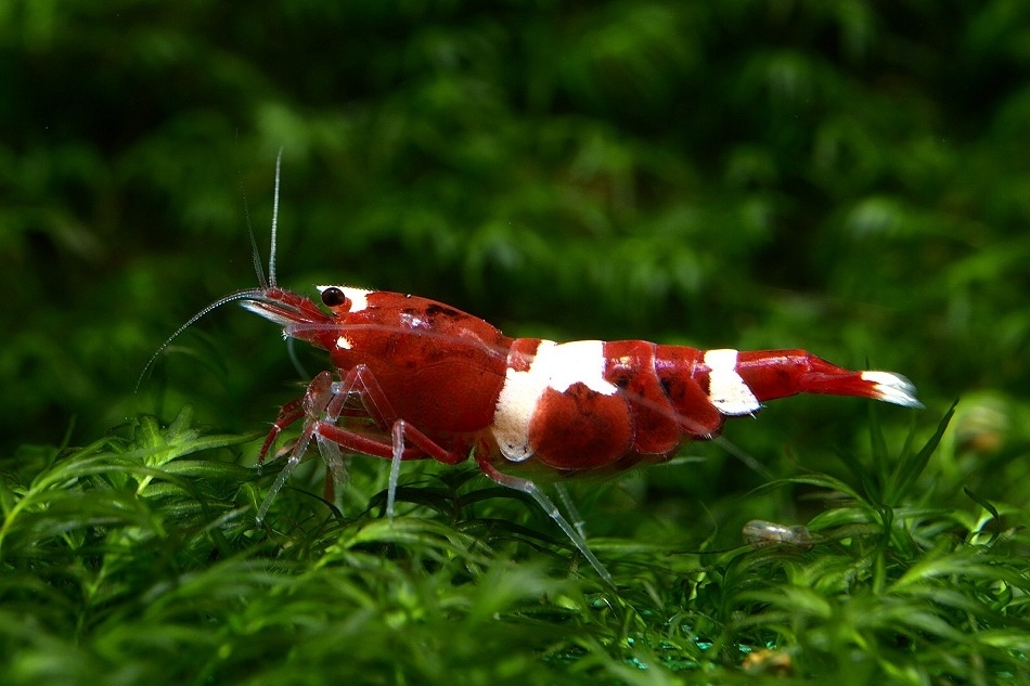 Aquarium stories. - My, , Aquarium shrimp, Aquarium, Aquarium, Shrimps, Longpost