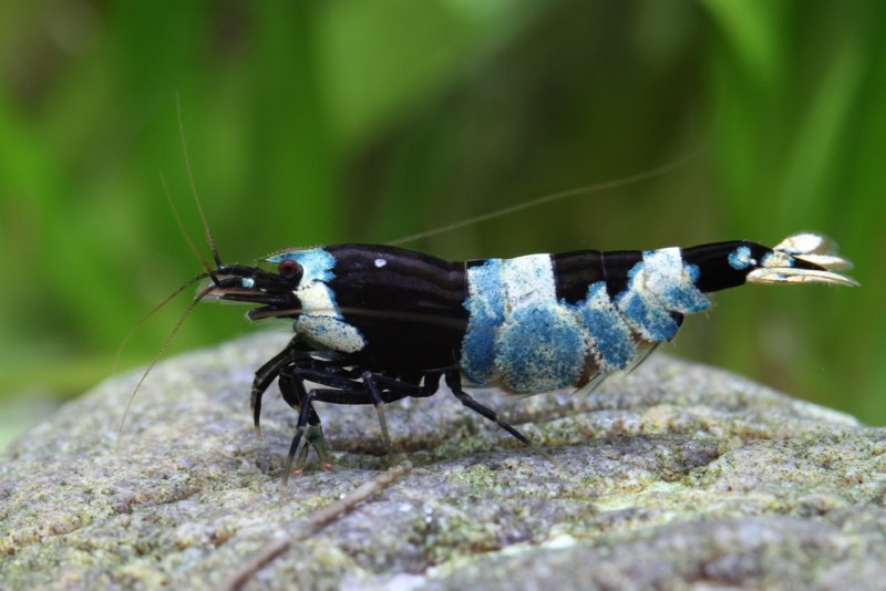 Аквариумные истории. Восхождение креветок Caridina cf. cantonensis. Часть 2. Тайваньский путь - Моё, Аквариумные истории, Аквариумные креветки, Аквариум, Аквариумистика, Креветки, Длиннопост