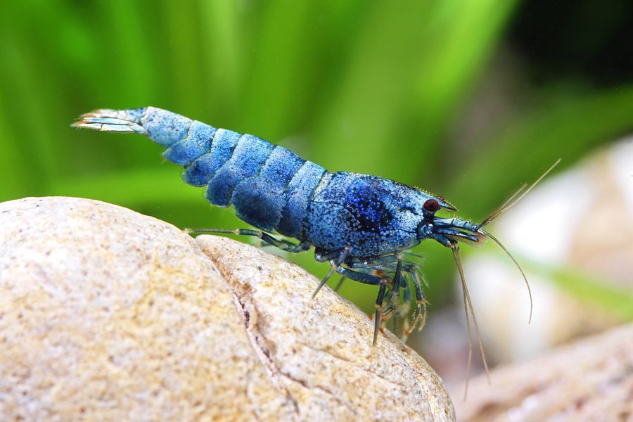 Аквариумные истории. Восхождение креветок Caridina cf. cantonensis. Часть 2. Тайваньский путь - Моё, Аквариумные истории, Аквариумные креветки, Аквариум, Аквариумистика, Креветки, Длиннопост