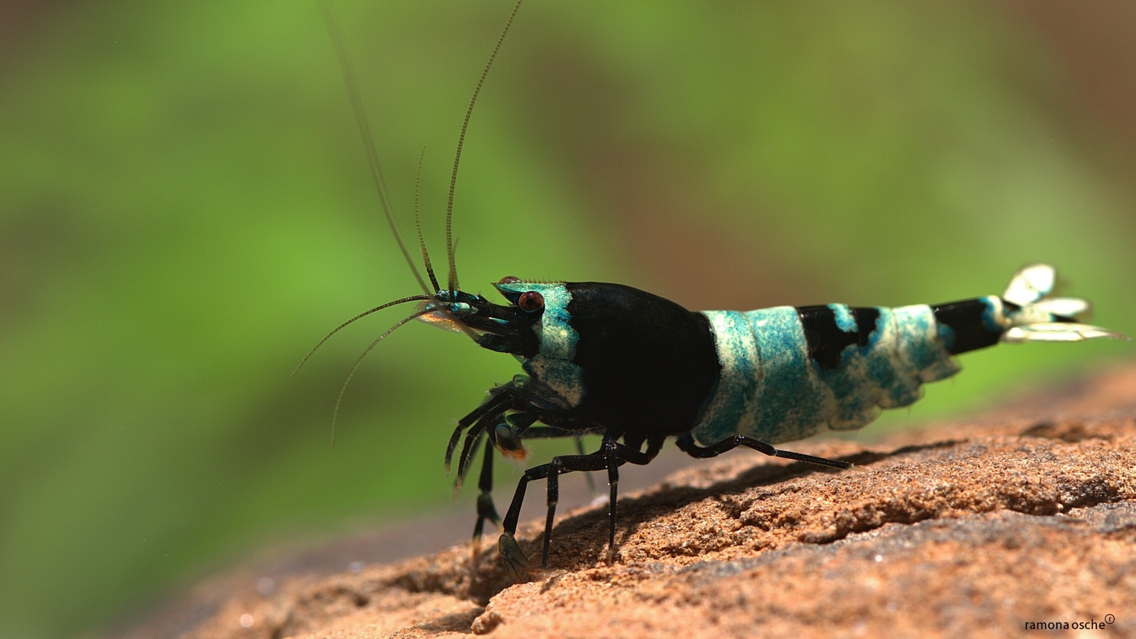 Аквариумные истории. Восхождение креветок Caridina cf. cantonensis. Часть 2. Тайваньский путь - Моё, Аквариумные истории, Аквариумные креветки, Аквариум, Аквариумистика, Креветки, Длиннопост