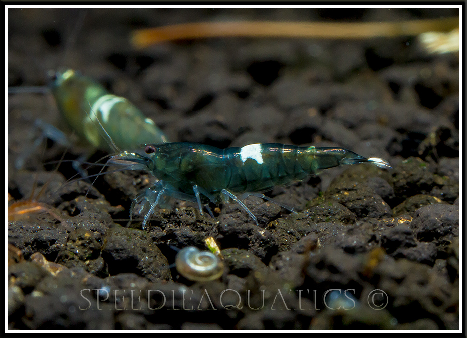 Aquarium stories. - My, , Aquarium shrimp, Aquarium, Aquarium, Shrimps, Longpost