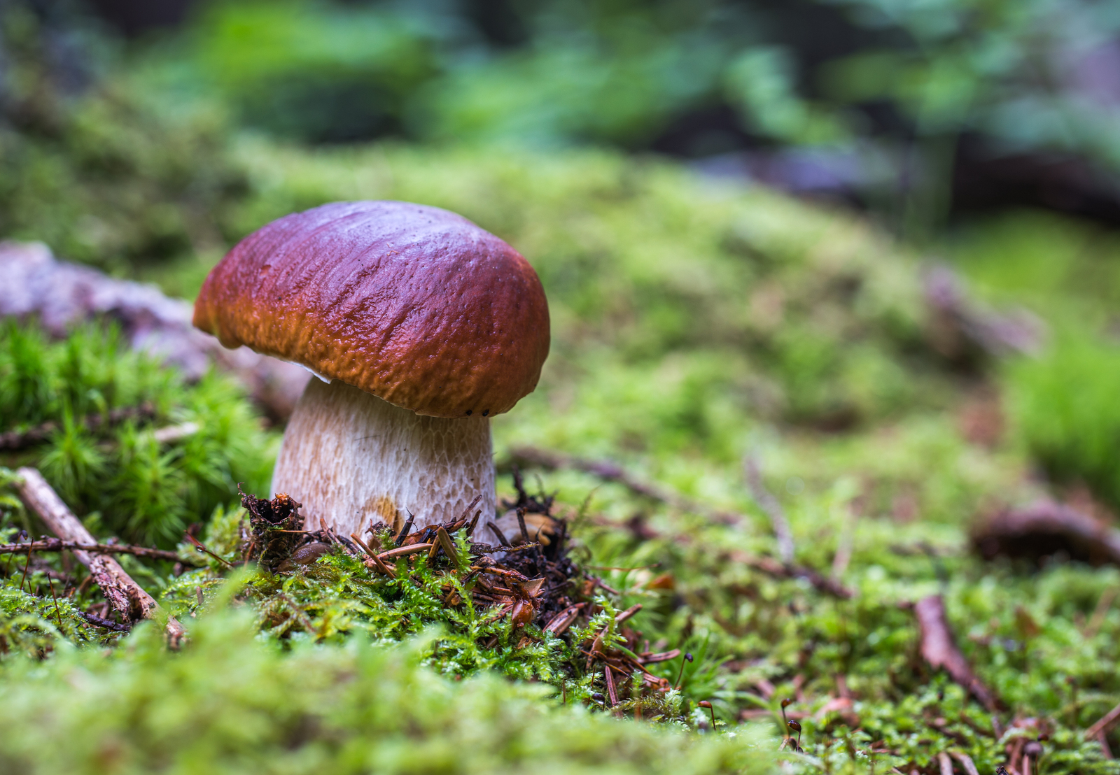 Mushroom photography #45 - My, Mushrooms, Boletus, Mojovik, Photo hunting, Canon 100 mm, Longpost