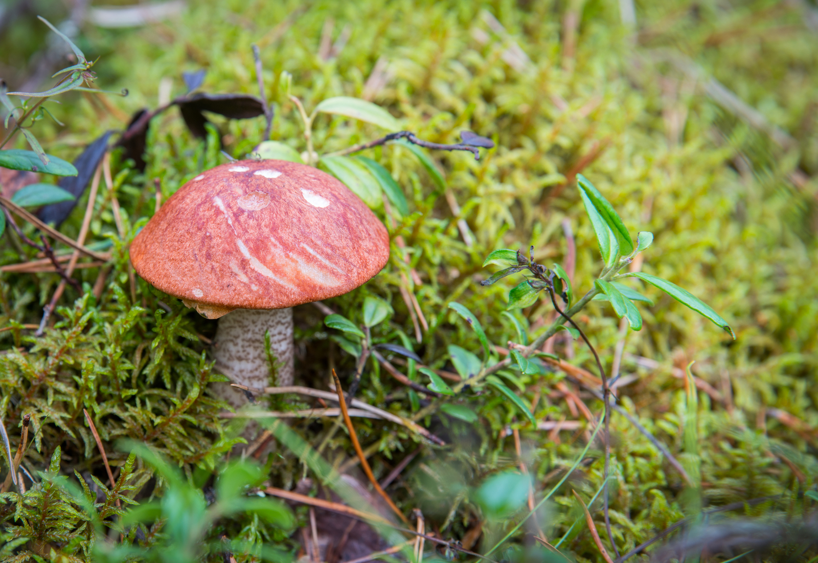 Mushroom photography #45 - My, Mushrooms, Boletus, Mojovik, Photo hunting, Canon 100 mm, Longpost