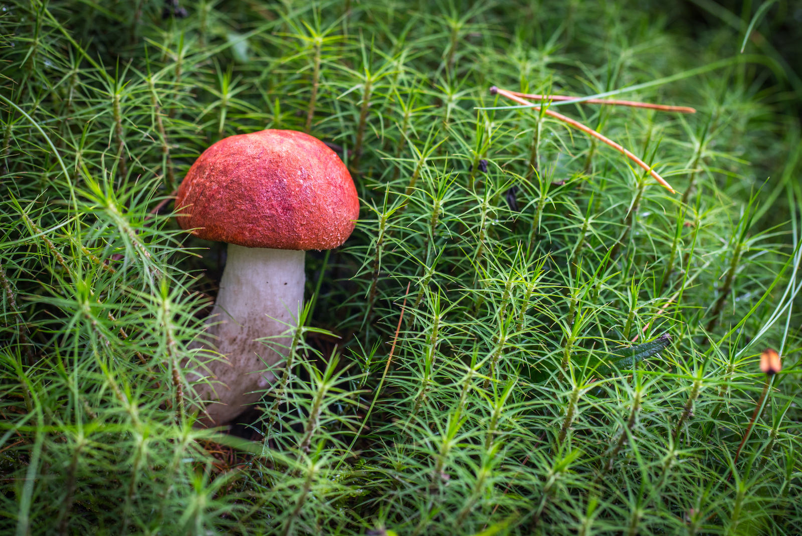 Mushroom photography #45 - My, Mushrooms, Boletus, Mojovik, Photo hunting, Canon 100 mm, Longpost