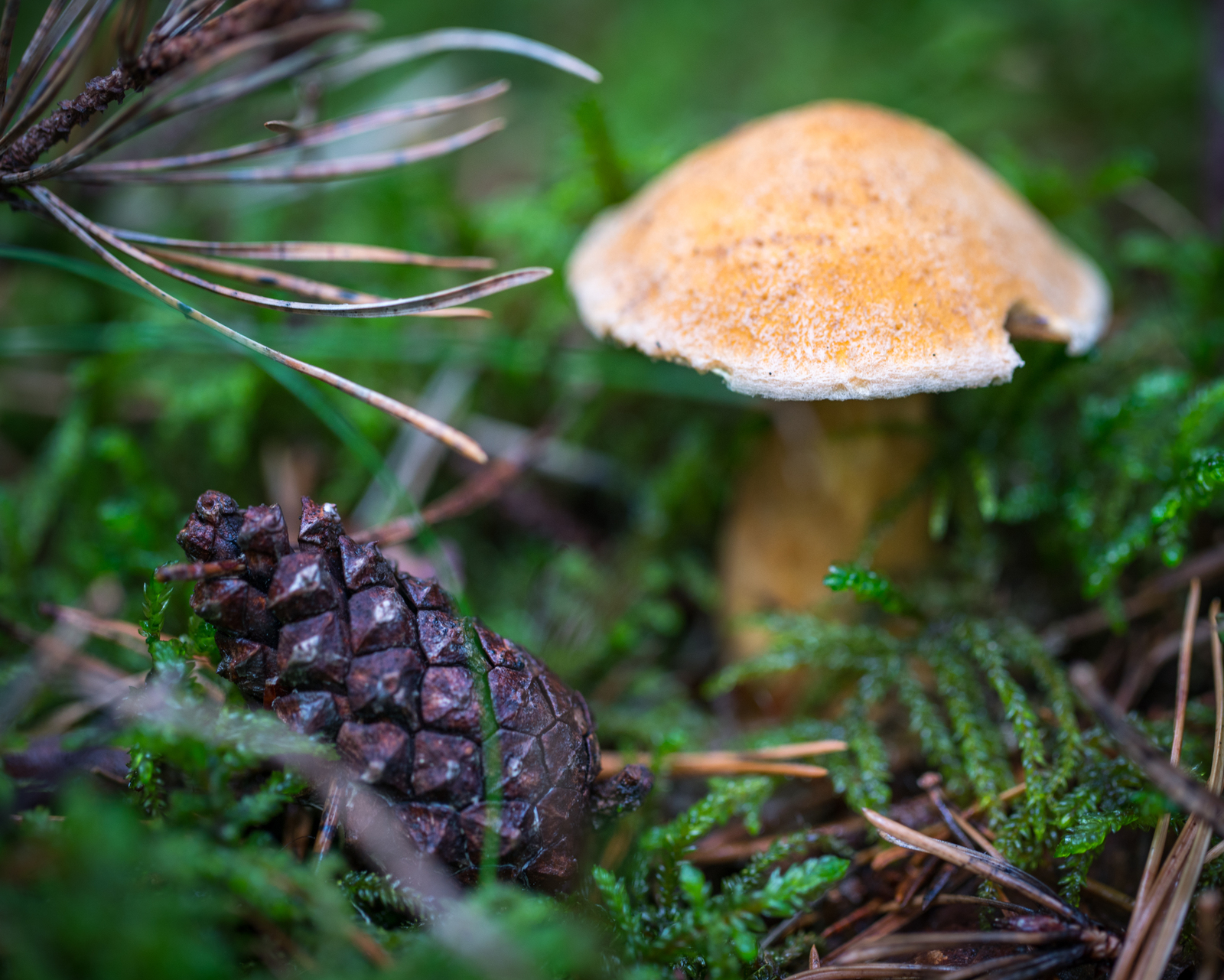 Mushroom photography #45 - My, Mushrooms, Boletus, Mojovik, Photo hunting, Canon 100 mm, Longpost