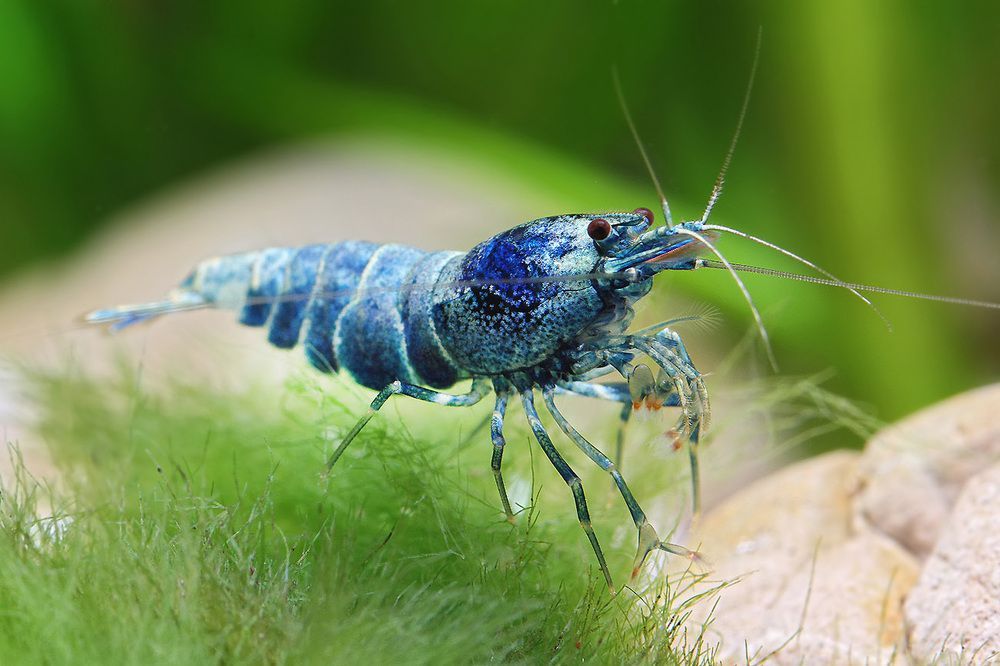 Аквариумные истории. Восхождение креветок Caridina cf. cantonensis. Часть 2. Тайваньский путь - Моё, Аквариумные истории, Аквариумные креветки, Аквариум, Аквариумистика, Креветки, Длиннопост