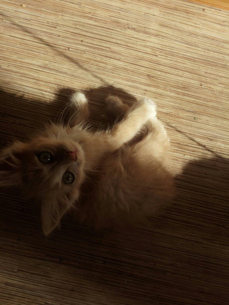 Kitten is looking for a host, Yaroslavl - cat, In good hands, Yaroslavl, I'll give it to good hands, Longpost