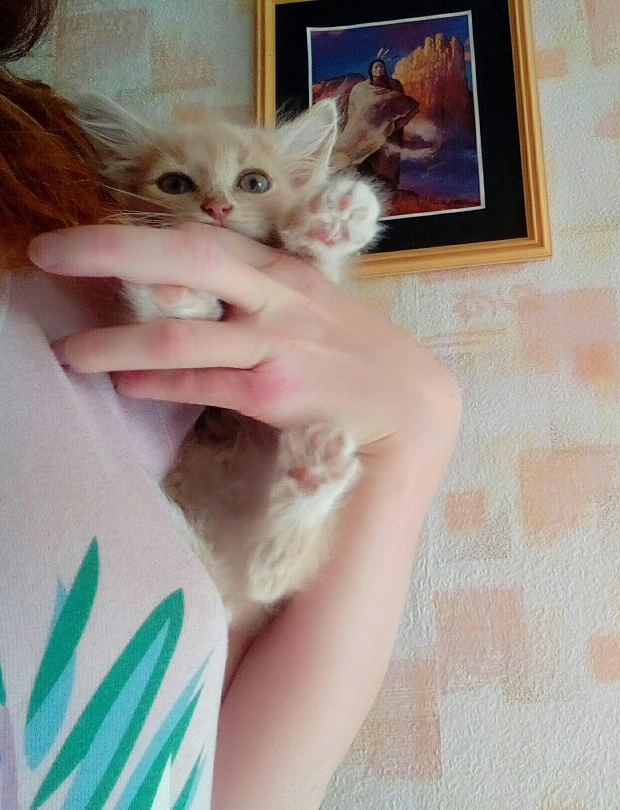 Kitten is looking for a host, Yaroslavl - cat, In good hands, Yaroslavl, I'll give it to good hands, Longpost