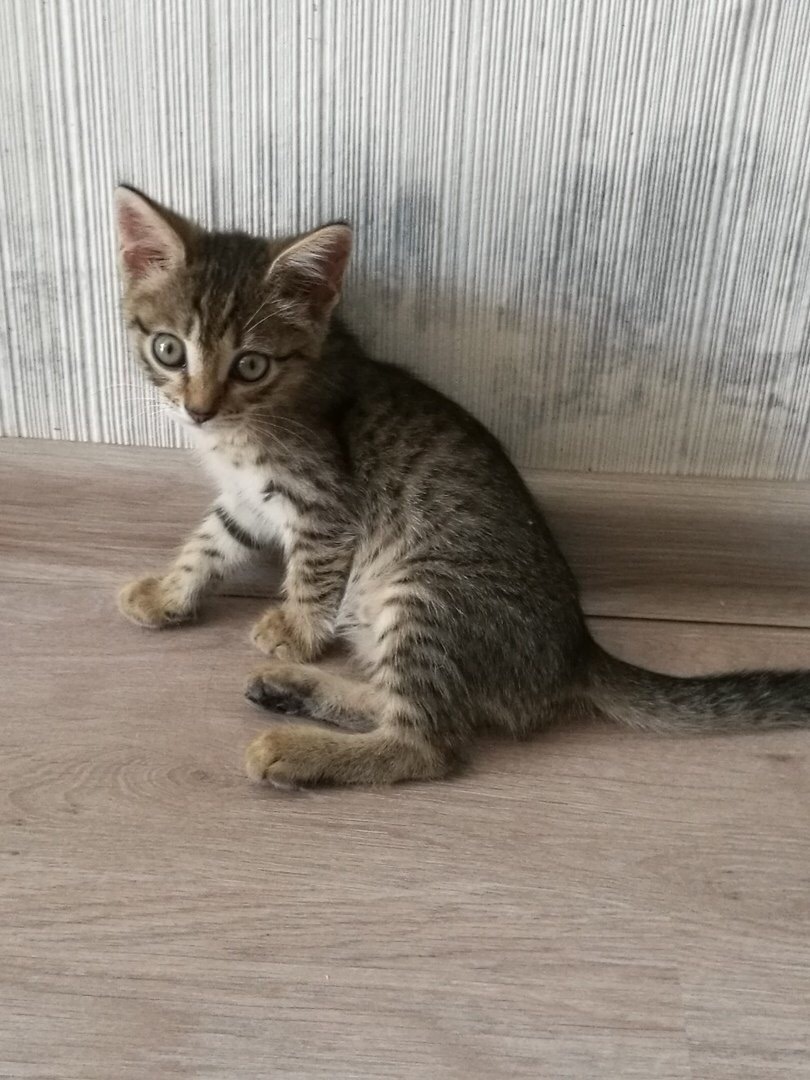 Kitten is looking for a house. Samara - My, Samara, Kitten is looking for a family, cat, Need a house, Help, Longpost, In good hands