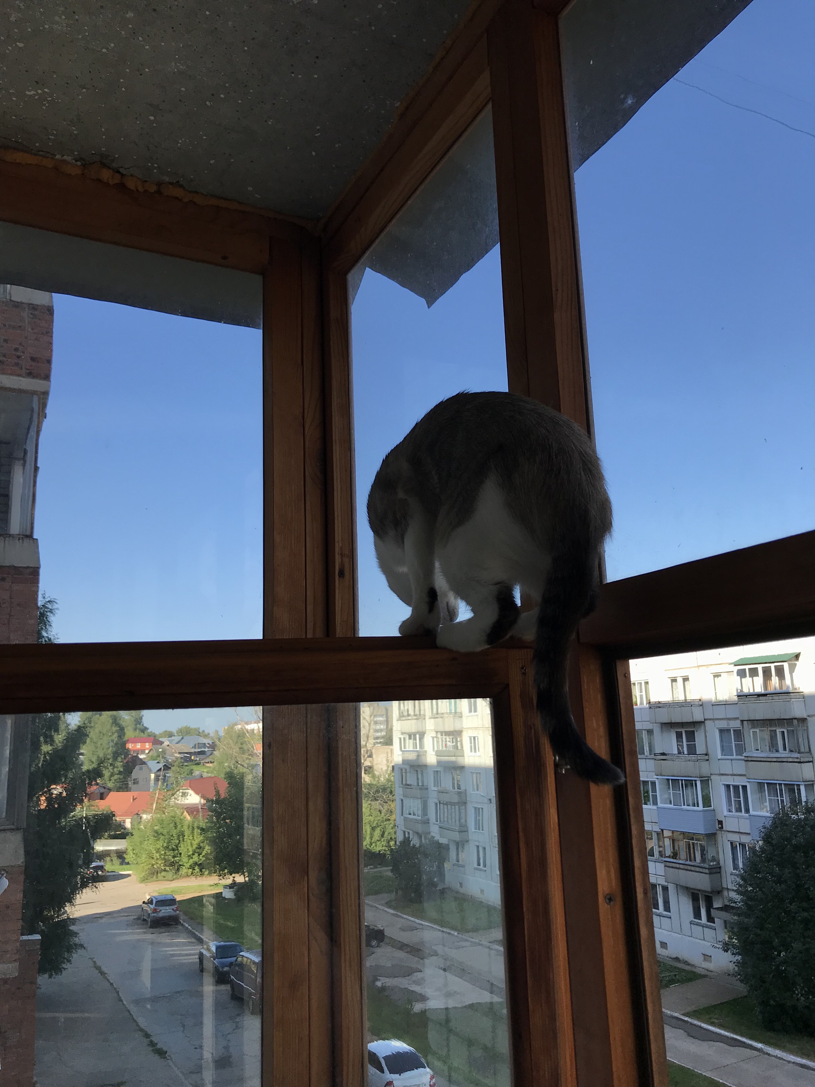 When cats are very curious! - My, cat, Curiosity, Longpost