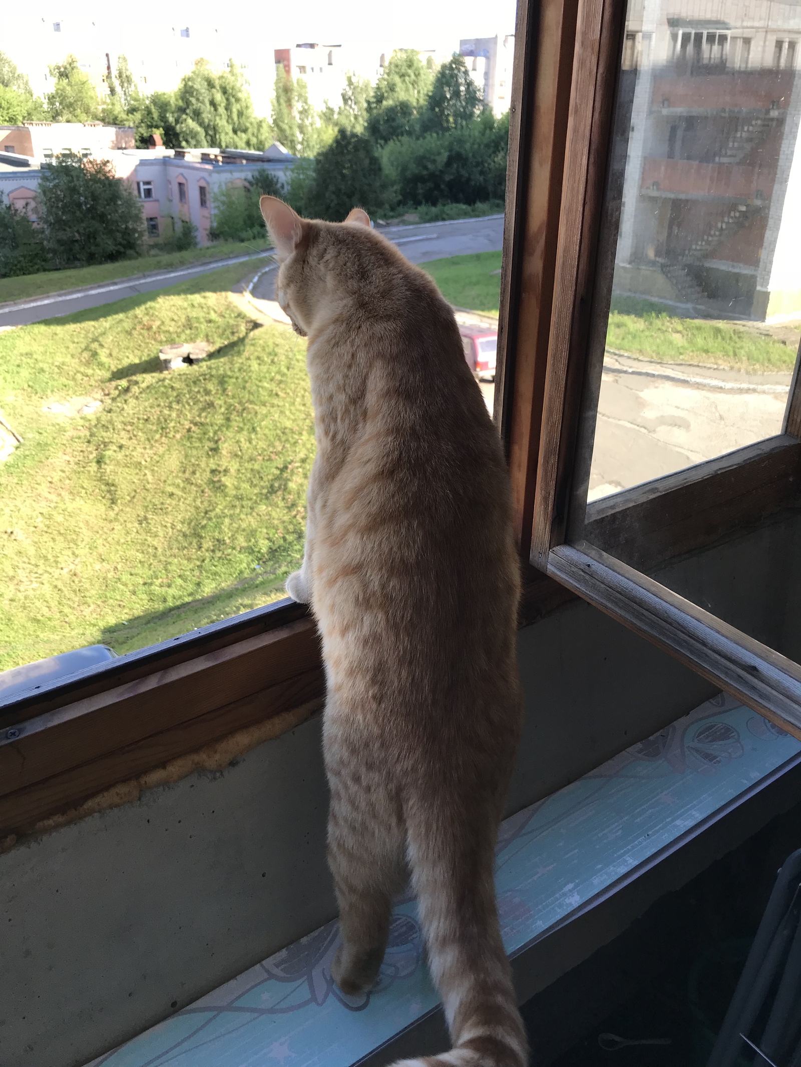 When cats are very curious! - My, cat, Curiosity, Longpost