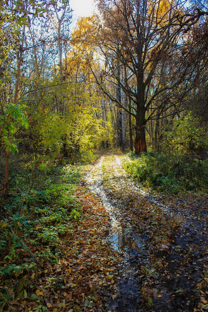 So autumn has come... - My, Autumn, Mood, September, The park, Longpost