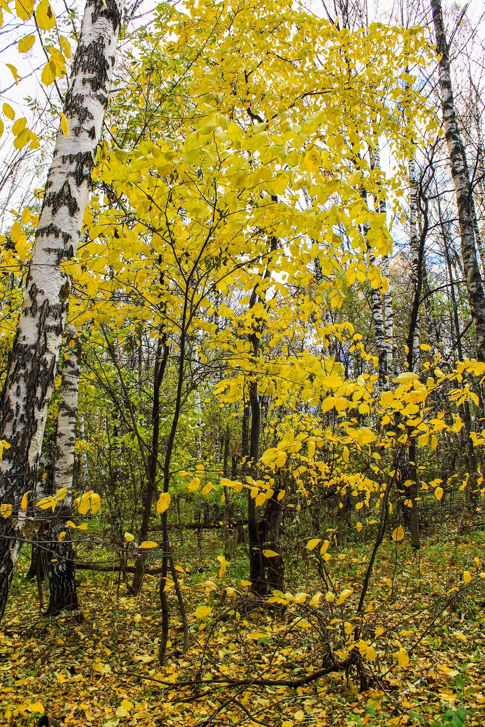 So autumn has come... - My, Autumn, Mood, September, The park, Longpost