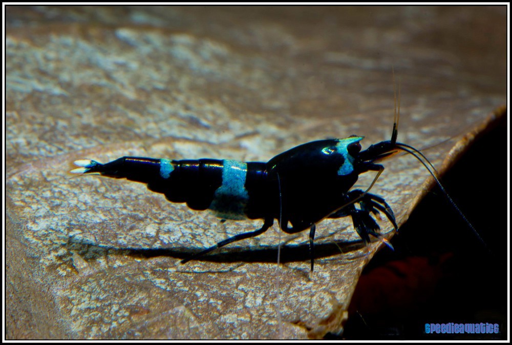 Aquarium stories. - My, , Aquarium shrimp, Aquarium, Aquarium, Shrimps, Longpost