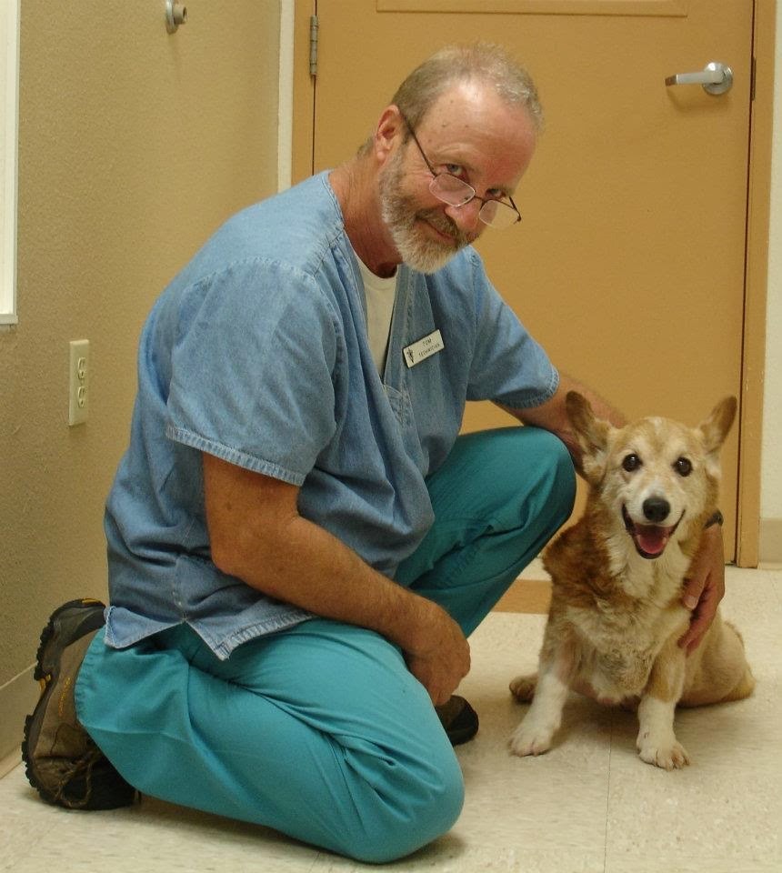 Corgis on Fridays, part of the translation, veterinary, or is it possible to feed corgis from the belly? - Corgi, Dog, Veterinary, Longpost