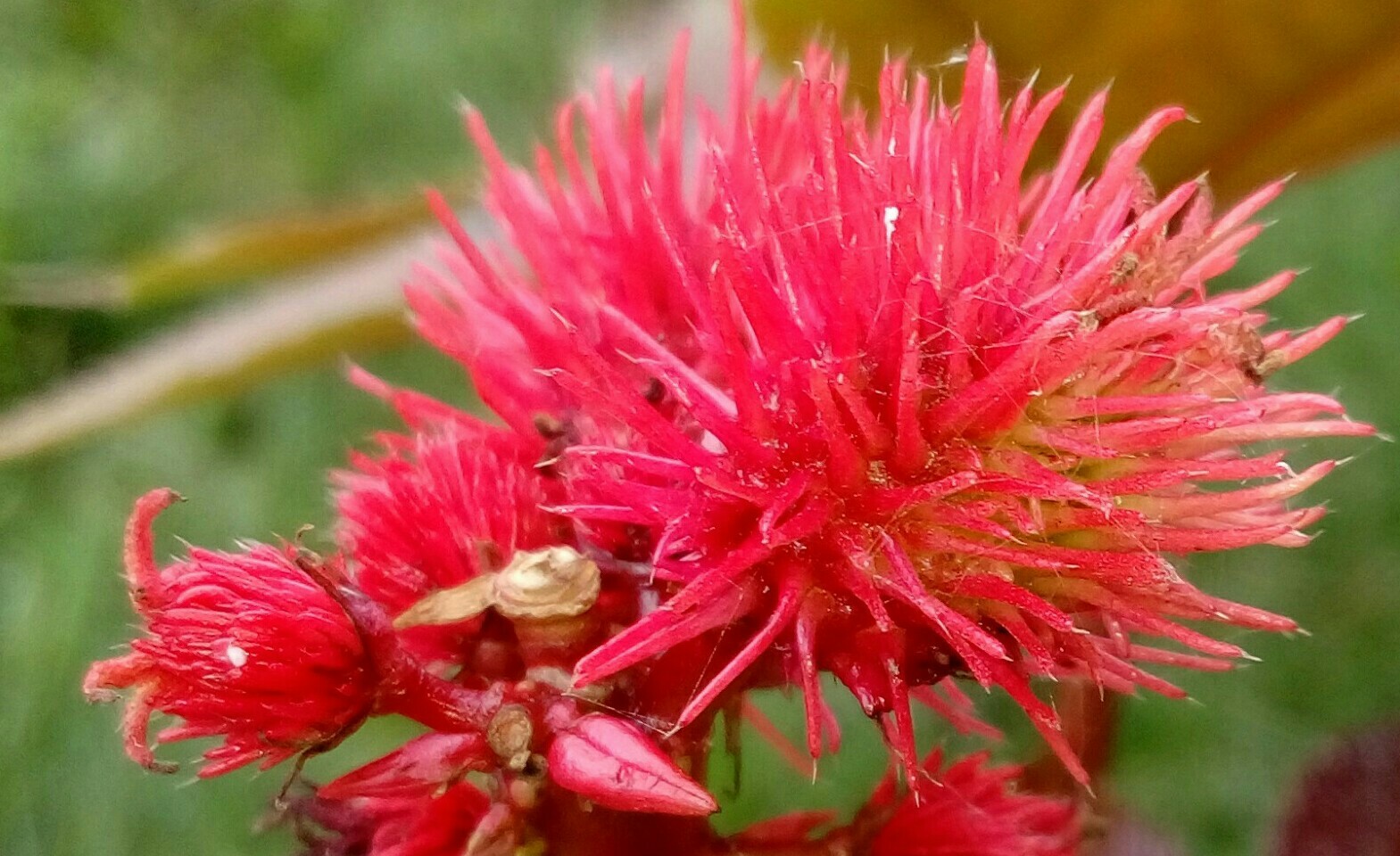 The beauty of the castor bean - My, Castor bean, Plants