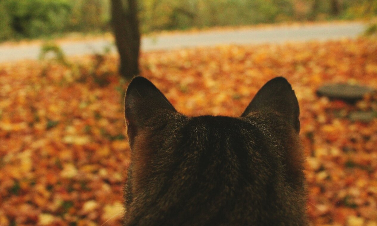 Autumn cats and a pleasant autumn in your feed! - My, Autumn, cat, Leaves, September, House, My, Photographer, Longpost