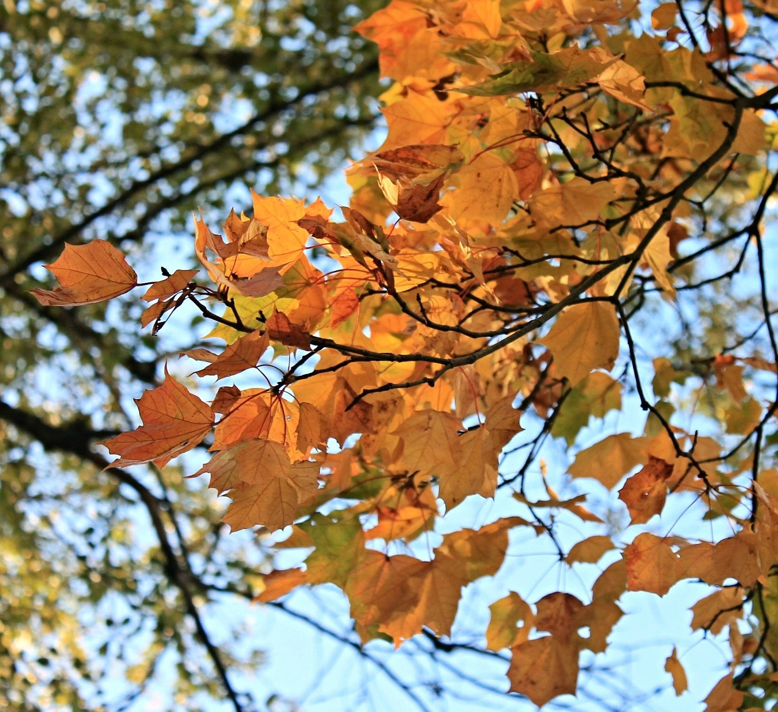 Autumn cats and a pleasant autumn in your feed! - My, Autumn, cat, Leaves, September, House, My, Photographer, Longpost