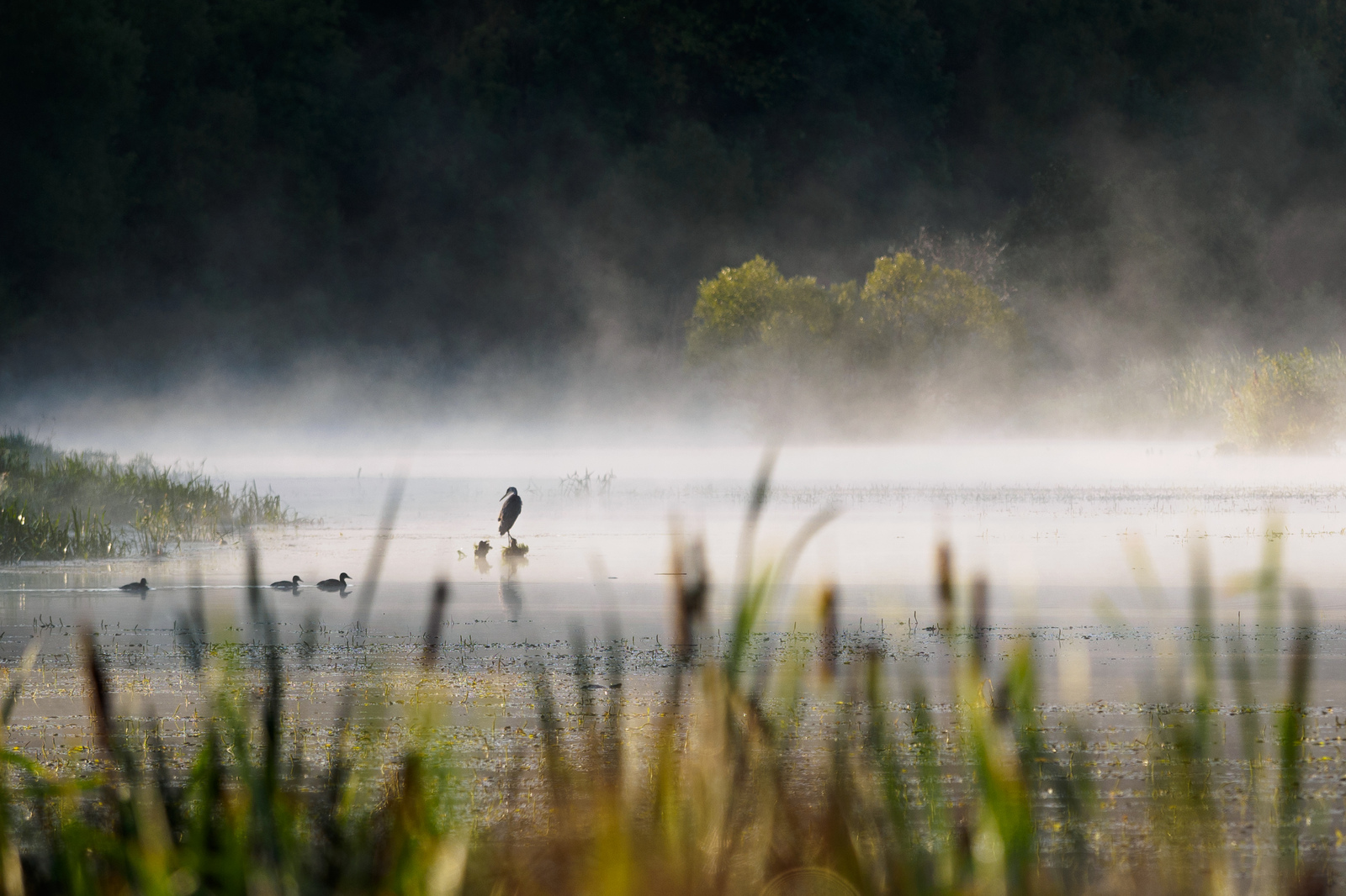 Gray heron - My, Photo hunting, Birds, Gray heron, , Kaluga