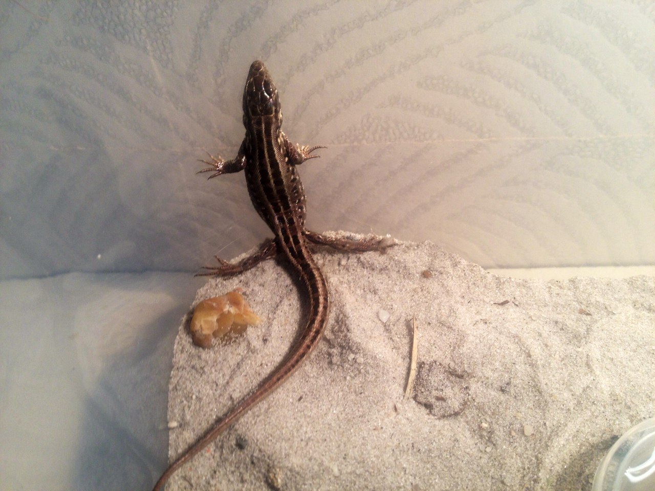 A few lizards for you - My, Lizard, Terrarium, Longpost