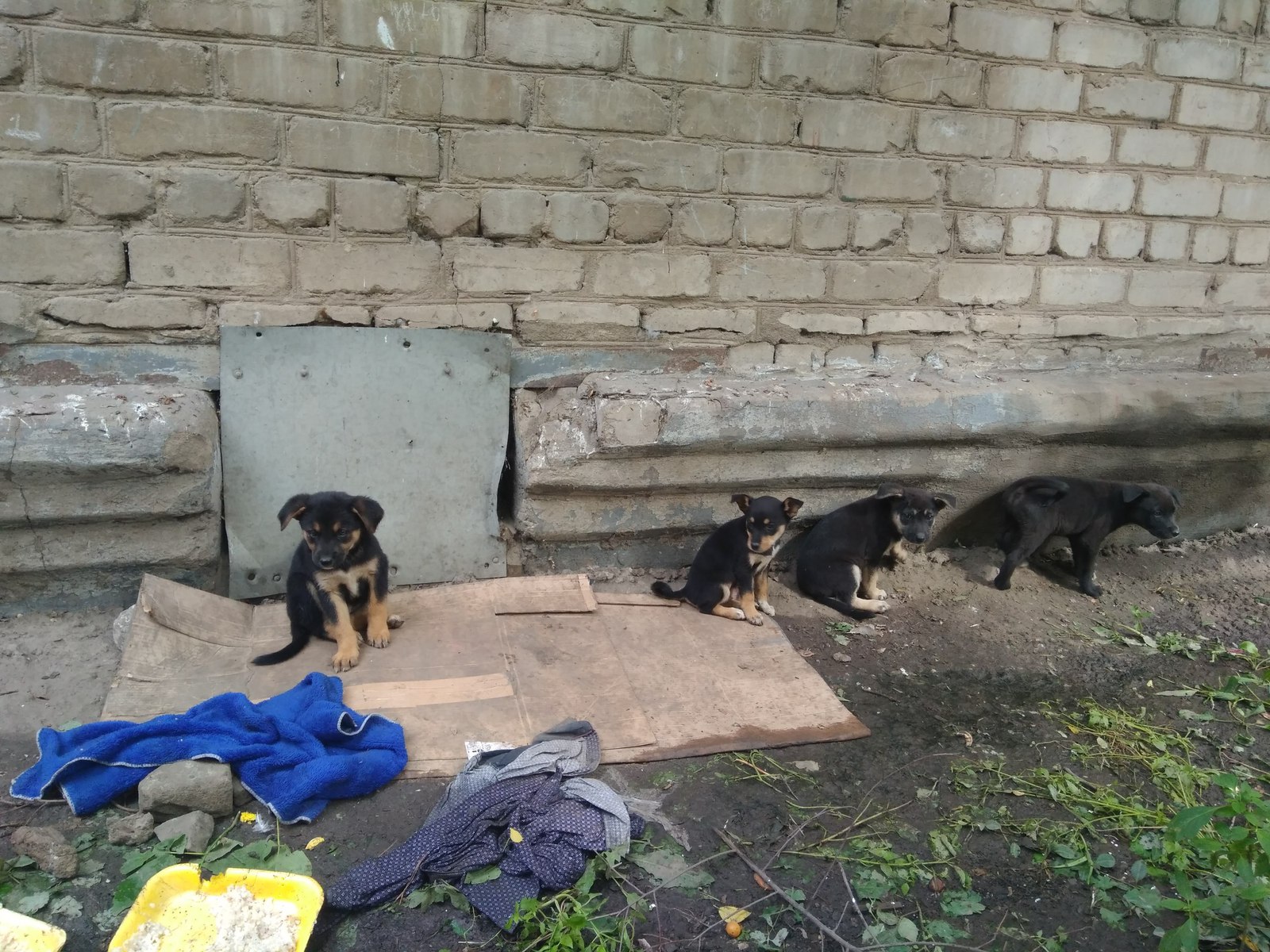 I really need help with puppies! - My, In good hands, Puppies, Voronezh, Helping animals, Help, Longpost