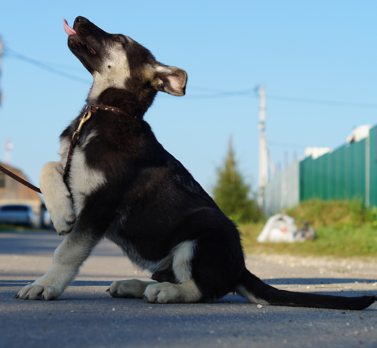 So who's walking who? - My, Dog, Puppies, Walking, East European Shepherd, My