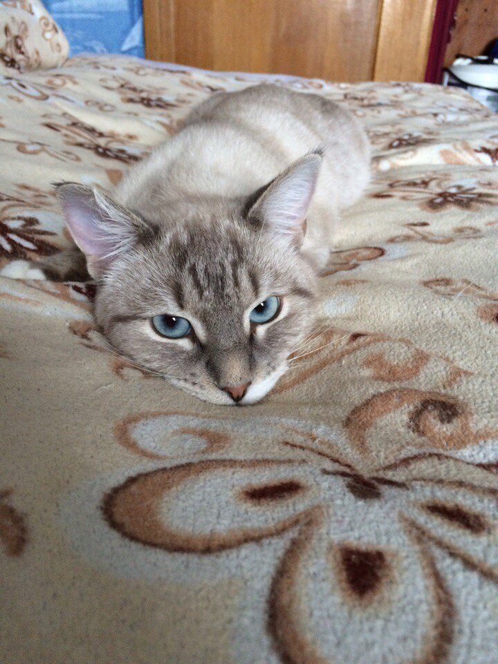 The cat is looking for a home. Moscow - cat, In good hands, Urgently, Longpost