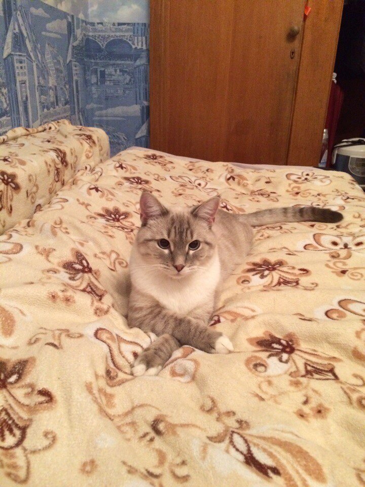 The cat is looking for a home. Moscow - cat, In good hands, Urgently, Longpost