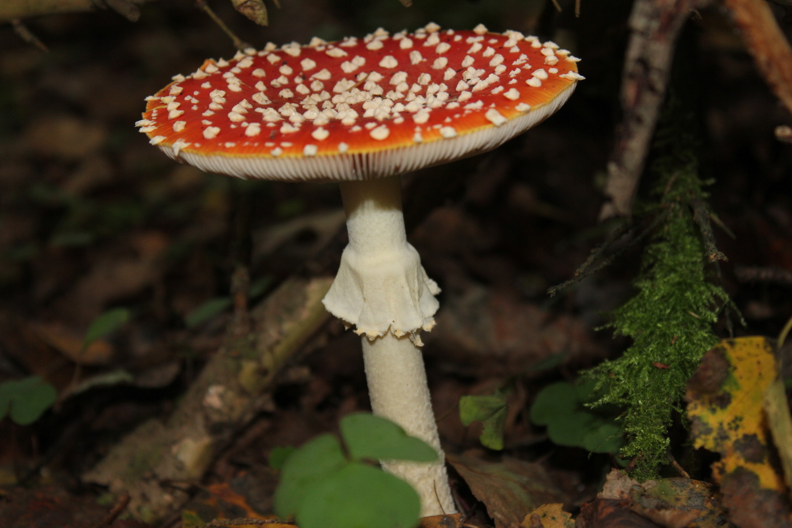 Fly agaric - My, Mushrooms, Macro photography