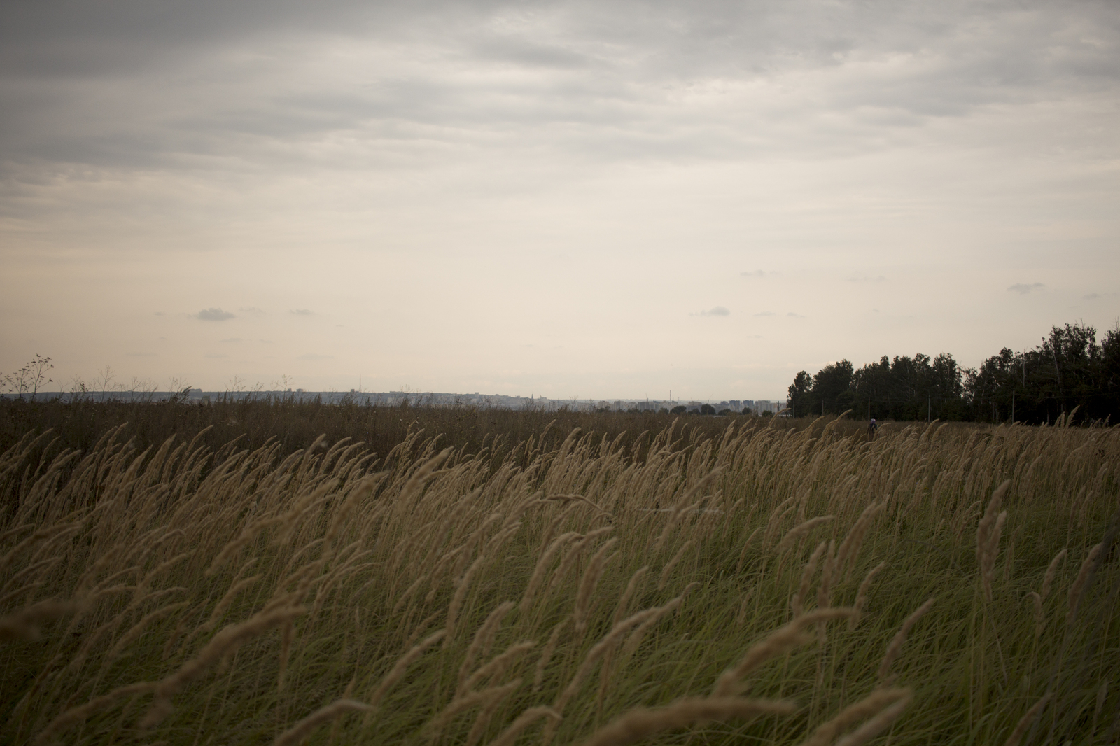 Almost in the city, almost in nature - My, Nature, Town, Field, The photo