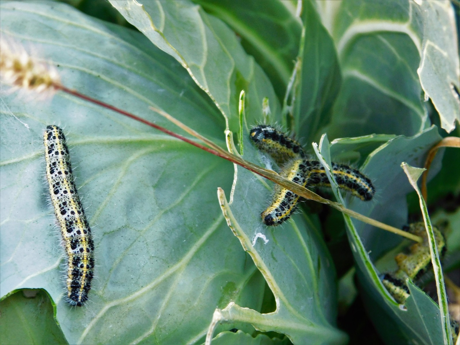 Al Kapusta terrorist attack - My, Insect control, Caterpillar