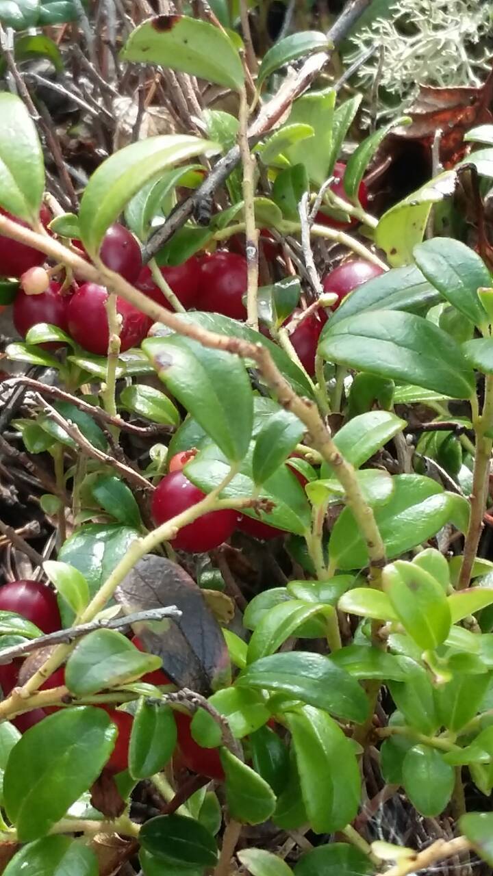 Gifts of nature - My, Cowberry, Gifts of nature, Baikal, Longpost