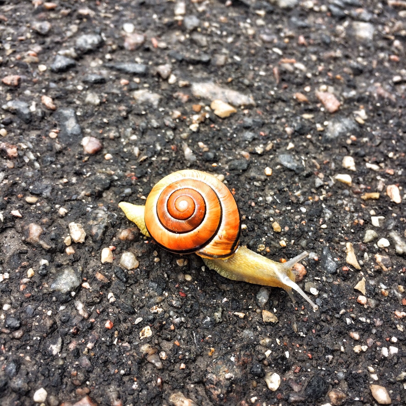 Snail on asphalt - My, The photo, Snail, iPhone 5s, My