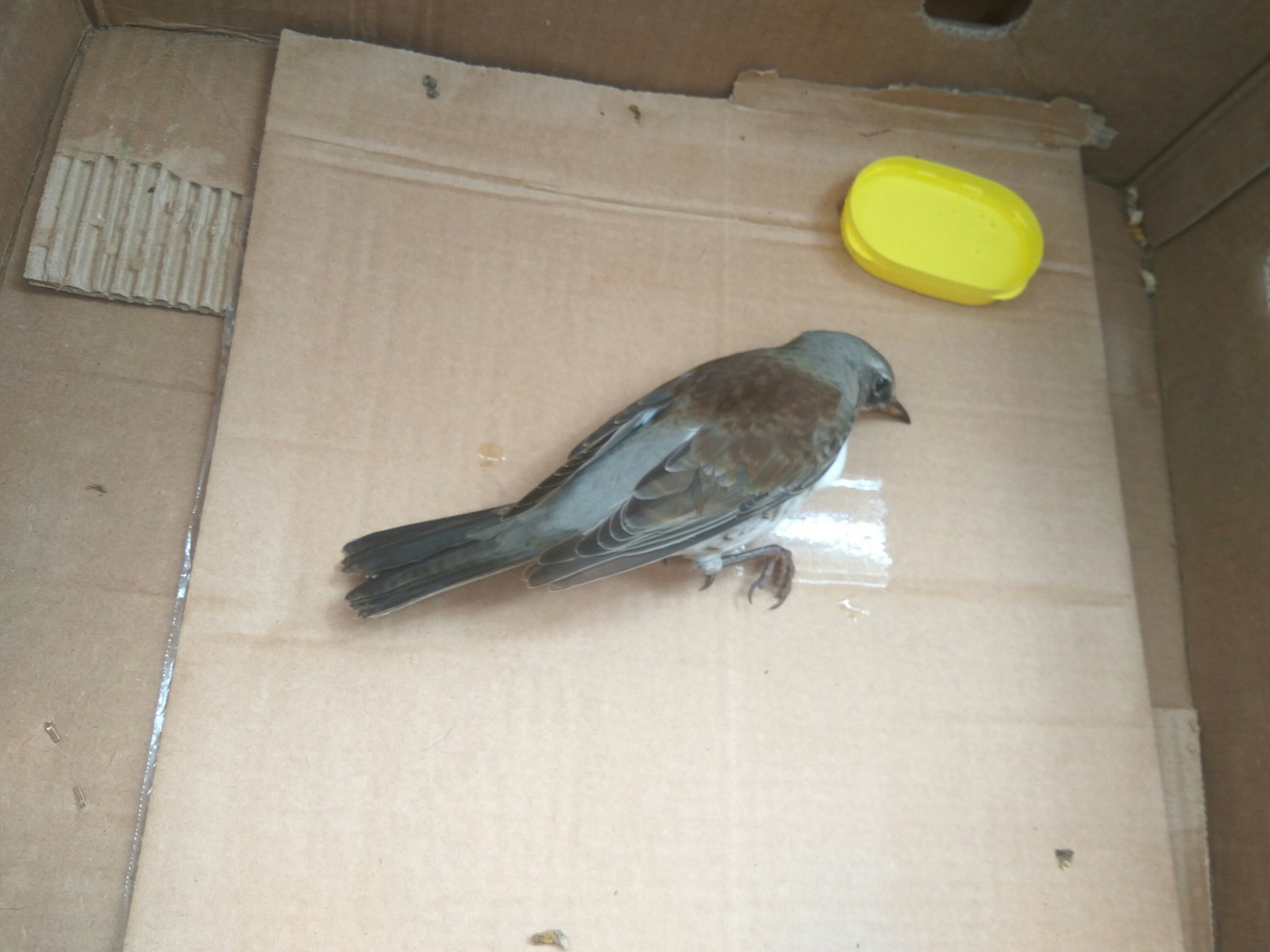 Wife found a bird - My, What kind of bird?, Help