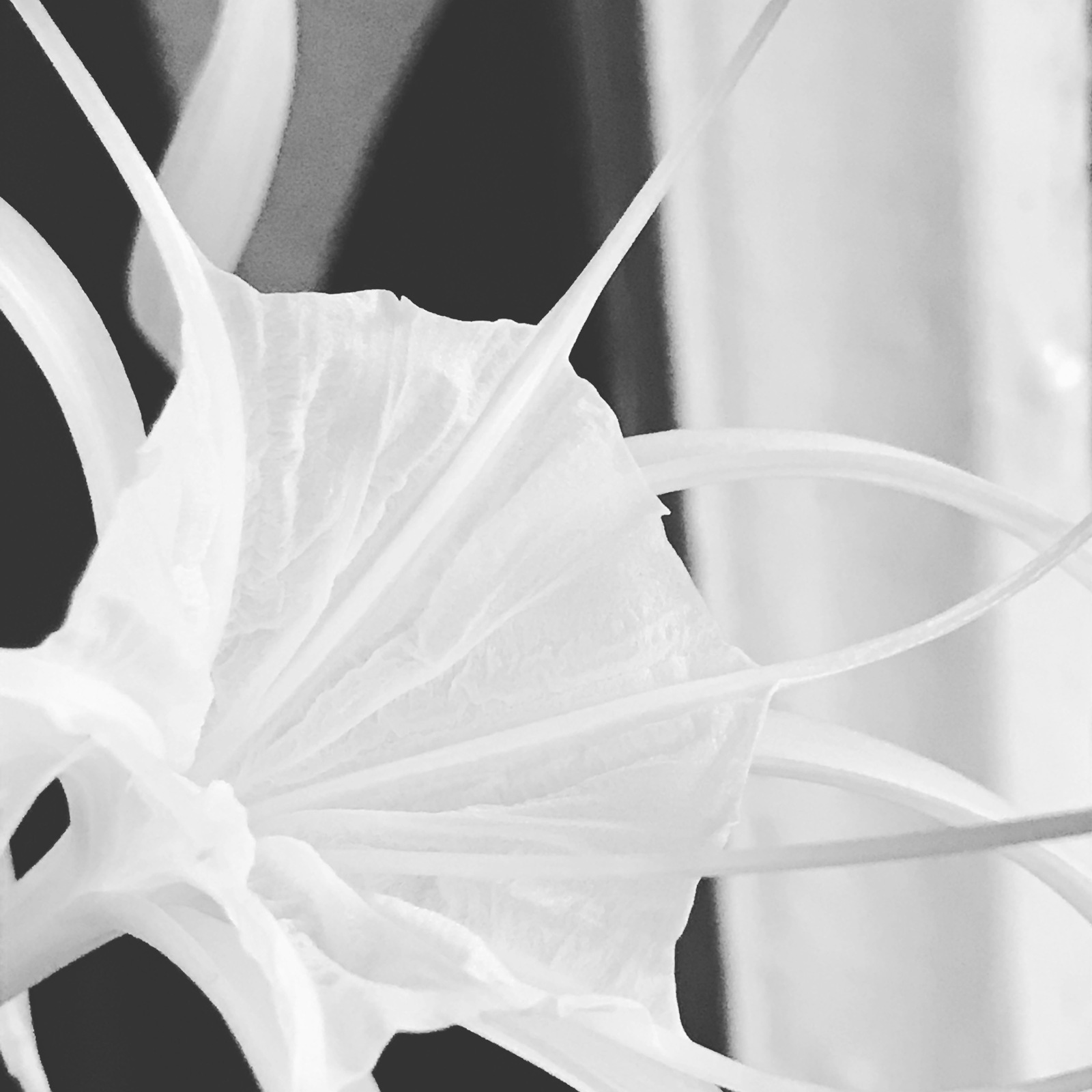 Black and white flowers - My, Blackandwhite, Flowers, Longpost