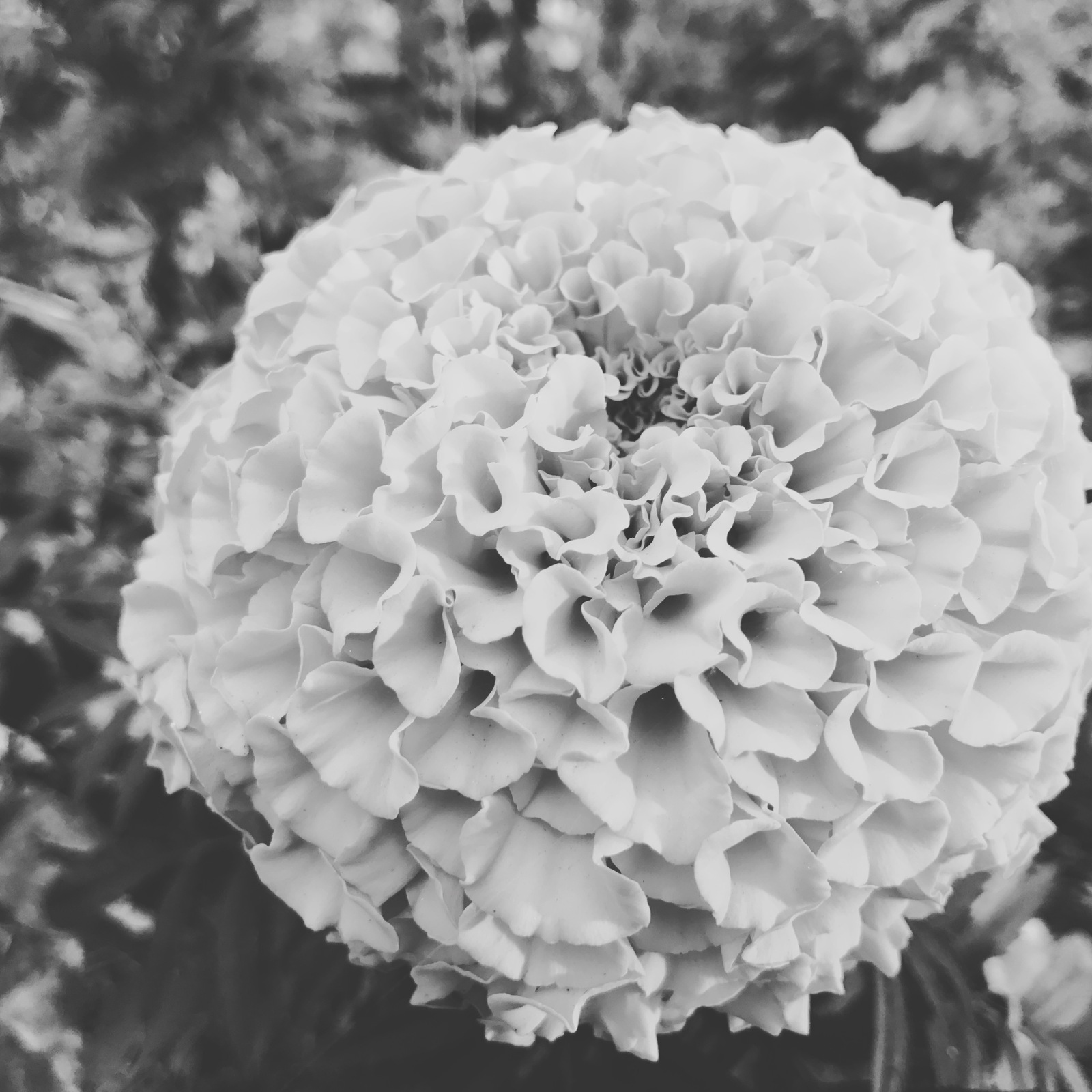 Black and white flowers - My, Blackandwhite, Flowers, Longpost