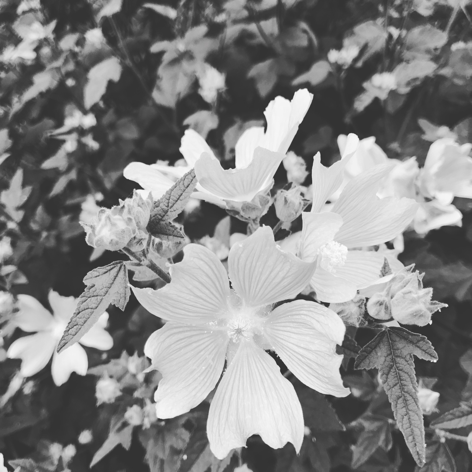 Black and white flowers - My, Blackandwhite, Flowers, Longpost