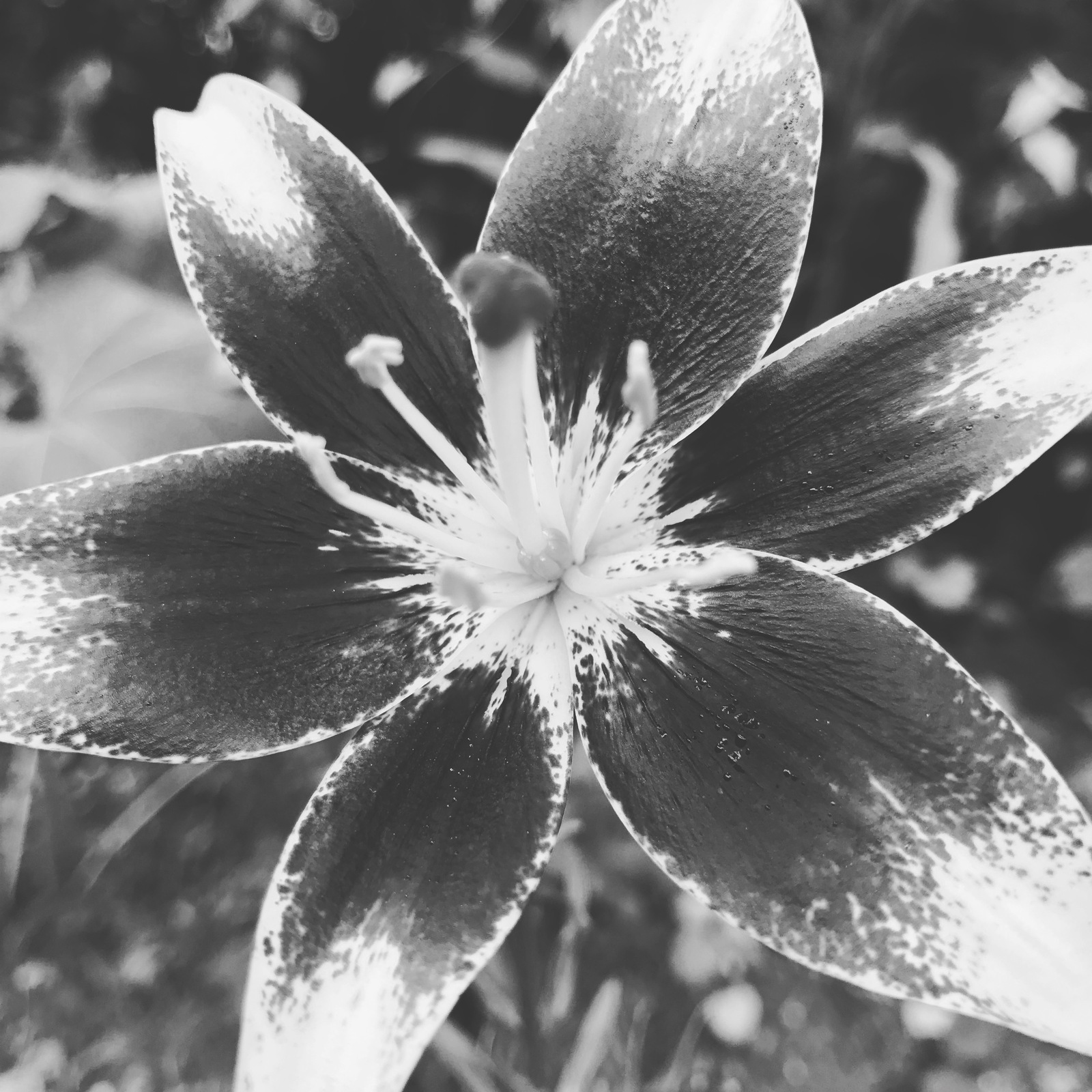 Black and white flowers - My, Blackandwhite, Flowers, Longpost