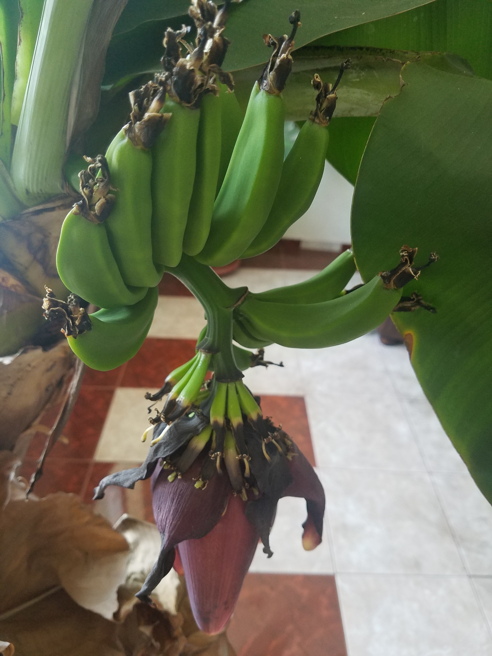 Вырастить банан из покупного банана. Банан Пигмей. Банан комнатный. Банан комнатное растение. Домашний цветок банан.