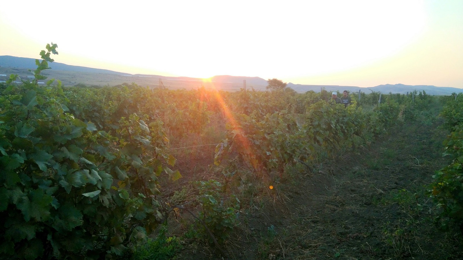 Sunset in the vineyards - My, Vineyard, Grape, Sunset