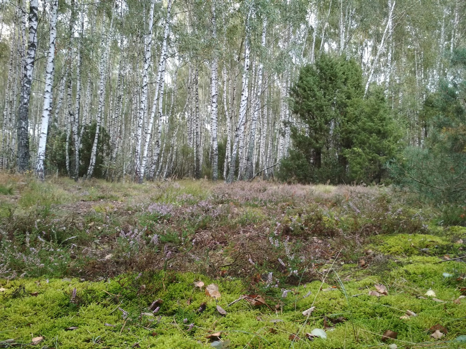 Belarusian forest - My, Forest, Republic of Belarus, Longpost