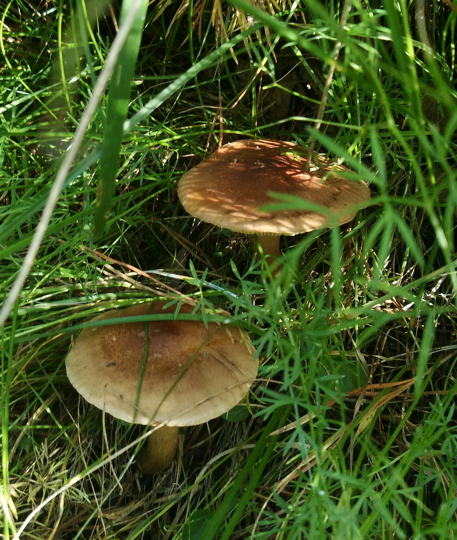 To take or not to take? - My, Mushrooms, Definition, Mushroom pickers, Longpost