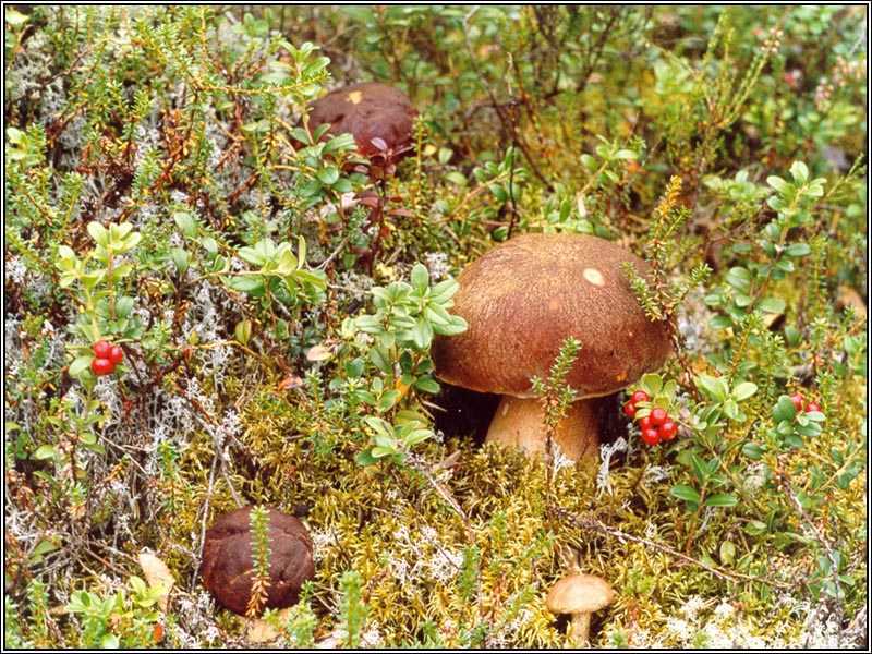 Mushrooms - Mushrooms, 