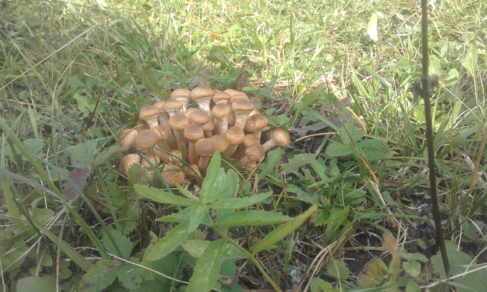 Quiet hunting. - My, Honey mushrooms, Mushrooms, Silent hunt, Bashkortostan, Longpost